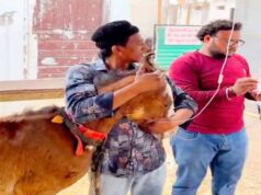 टोल-फ्री नम्बर 1962 बना लाइफ लाइन, घोड़े के बच्चे को मिला नया जीवन