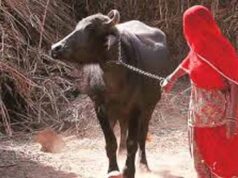 डेयरी सेक्टर में बदलाव,आईटी लैब से गाय-भैंस की जल्दी प्रेग्नेंसी टेस्टिंग