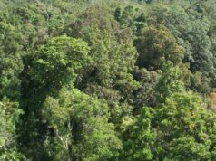 सागर बांध में लगे 1.5 करोड़ पेड़, 65 लाख लोगों को ऑक्सीजन देने का सामर्थ्य