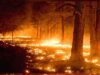मध्य प्रदेश के जंगलों में आग का तांडव, 60 स्थानों पर जल रही आग, अमरकंटक के बाद इन शहरों पर खतरा
