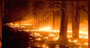 मध्य प्रदेश के जंगलों में आग का तांडव, 60 स्थानों पर जल रही आग, अमरकंटक के बाद इन शहरों पर खतरा