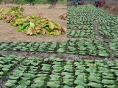 हरा सोना संग्राहकों के लिए बड़ी राहत, आय बढ़ाने की दिशा में 920 करोड़ रुपए का संभावित भुगतान