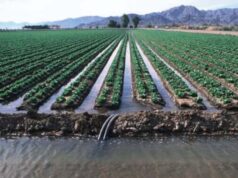 मध्य प्रदेश के 678 गांवों में हरियाली की लहर, वॉटर प्रोजेक्ट के लिए मोहन सरकार खर्च करेगी बड़े पैमाने पर