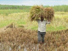 मौसम बारिश से जूझते गेहूं किसानों को डबल इंजन सरकार से मिली बड़ी राहत