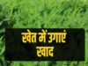 हरी खाद से खेती में बढ़ेगा उत्पादन, मिट्टी की सेहत में सुधार की उम्मीद