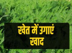 हरी खाद से खेती में बढ़ेगा उत्पादन, मिट्टी की सेहत में सुधार की उम्मीद