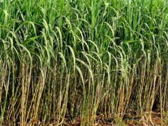 प्रदेश के गन्ना किसानों को होगा बड़ा फायदा, प्रशिक्षण और तकनीक से बढ़ेगी पैदावार