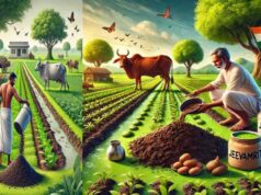 कम लागत में ज्यादा कमाई : प्राकृतिक खेती से बदल रही यूपी के किसानों की तकदीर