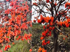 सफलता की कहानी: पलाश फूल से बढ़ती आजीविका और समृद्धि