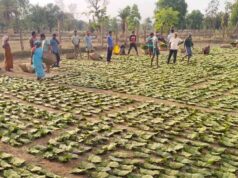 1 मई से तेंदूपत्ता संग्रहण का अभियान, 639 फड़ों पर होगी खरीद व्यवस्था