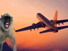 लैंडिंग के दौरान बड़ा हादसा टला, Lucknow रनवे पर बंदर आने से यात्रियों की थमी सांसें