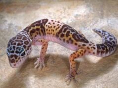 पहली बार कैमरे में कैद लेपर्ड गेको! अबूझमाड़ के घने जंगलों से सामने आया हैरान करने वाला नजारा