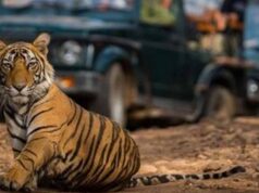 एडवेंचर का नया ठिकाना Kawardha: जंगल सफारी में 35 किमी सफर, 22 बार नदी क्रॉसिंग