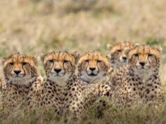 चीता संरक्षण के लिए मंदसौर में ऐतिहासिक कदम, प्रभास और पावक ने हासिल किया बड़ा मील का पत्थर