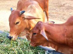 गोरस मोबाइल ऐप से पशुपालकों को मिलेगी जानकारी, बढ़ेगा दूध उत्पादन, पशुपालकों की आय में होगा इजाफा