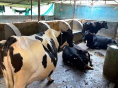 6 गायों से शुरू हुआ डेयरी का सफर, आज 25 उन्नत पशुओं के साथ लिख रहे सफलता की इबारत