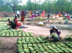 मुख्यमंत्री डॉ. यादव बोले – महिला तेंदूपत्ता संग्राहकों के सशक्तिकरण के लिये प्रदेश में संवेदनशील और दूरदर्शी नीतियां