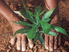 25 लाख पौधों से शहर को बनाएंगे हरा-भरा, सिंहस्थ की तैयारी में 2 साल में पूरा होगा लक्ष्य