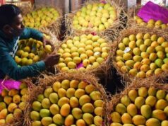 भारतीय आमों पर जापान का बैन, सिंगापुर में खरीदने की मची होड़; आते ही खाली हो रहे शेल्फ