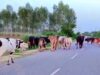 योगी सरकार का बड़ा कदम, गोबर से बनेगी कमाई और ऊर्जा का नया स्रोत