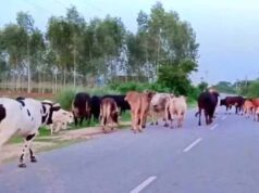 योगी सरकार का बड़ा कदम, गोबर से बनेगी कमाई और ऊर्जा का नया स्रोत