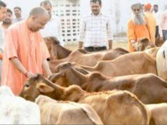 गाय संरक्षण पर सख्ती से बढ़ी अर्थव्यवस्था, यूपी में 36 हजार गिरफ्तारियां