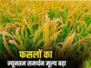 केंद्र ने बढ़ाए MSP रेट: धान समेत खरीफ फसलों के नए दाम जारी, किसानों को राहत