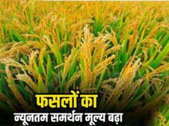 केंद्र ने बढ़ाए MSP रेट: धान समेत खरीफ फसलों के नए दाम जारी, किसानों को राहत