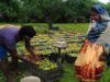 जशपुर की नाशपाती बनी किसानों की कमाई का बड़ा जरिया, 3500 से ज्यादा कृषक जुड़े