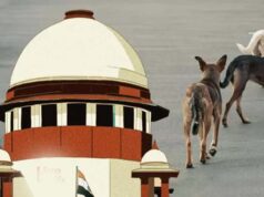 सुप्रीम कोर्ट के निर्देश लागू करना कितना आसान? आवारा कुत्तों के लिए सुविधाओं पर उठी बहस