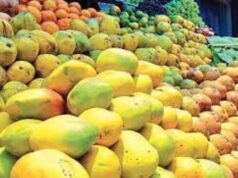 आंधी-बारिश के बाद आम किसानों की उम्मीद बैगिंग तकनीक पर टिकी, उद्यान विभाग कर रहा मदद
