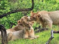 मोहन यादव का बड़ा कदम: कूनो नेशनल पार्क में बढ़ा चीता कुनबा