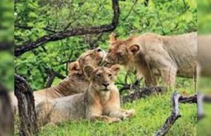मोहन यादव का बड़ा कदम: कूनो नेशनल पार्क में बढ़ा चीता कुनबा