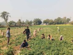 रिकॉर्ड उत्पादन के बाद संकट: यूपी के कोल्ड स्टोरेज भरने से किसानों की चिंता बढ़ी