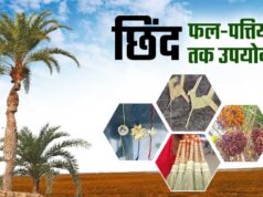 रायपुर: छिंद के बीजों से तैयार हर्बल कॉफी, बस्तर की वैश्विक पहचान बनी