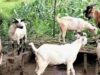 छत्तीसगढ़ के पहले अत्याधुनिक बकरी ब्रीडिंग एवं रिसर्च सेंटर की तैयारी