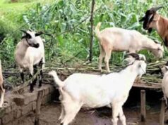 छत्तीसगढ़ के पहले अत्याधुनिक बकरी ब्रीडिंग एवं रिसर्च सेंटर की तैयारी