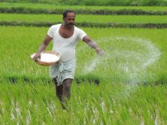 कम लागत, बेहतर उत्पादन और मिट्टी की सुरक्षा का नया विकल्प : नैनो उर्वरक
