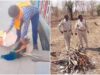 वीडियो वायरल होने के बाद बढ़ा विवाद, सामान्य शव वाहन में ले जाए गए मोर पर सवाल