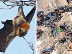 मोती तालाब में हीटवेव का कहर, 50 से अधिक चमगादड़ों की मौत से मचा हड़कंप
