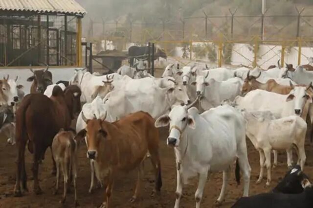 cow_141_1.jpg